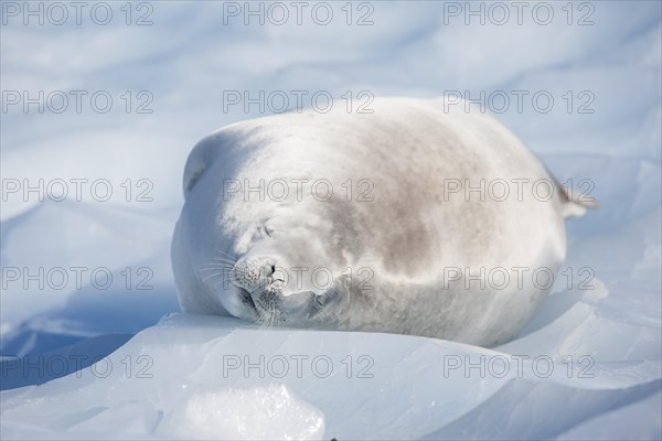 Leopard Seal (Hydrurga leptonyx) lying on an ice floe