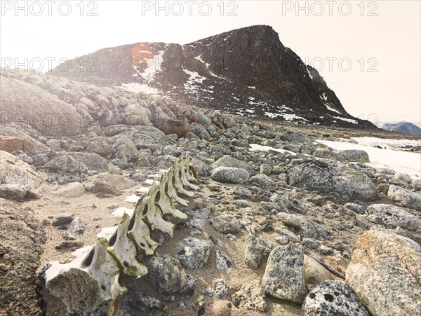 Whale bones on a rocky coast