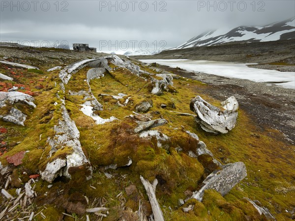 Old whale bones