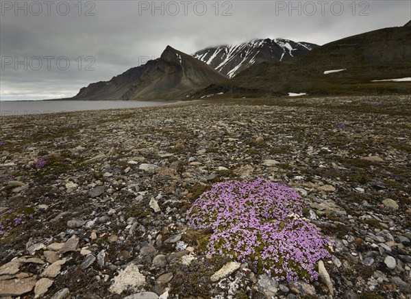 Moss Campion or Cushion Pink (Silene acaulis)