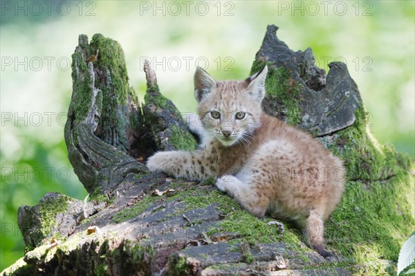 Eurasian Lynx (Lynx lynx)