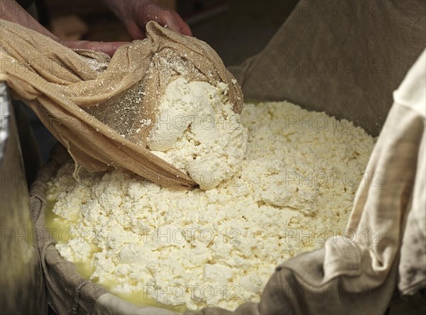 Dairyman making grey cheese