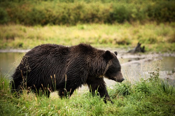 Grizzly Bear (Ursus arctos horribilis)