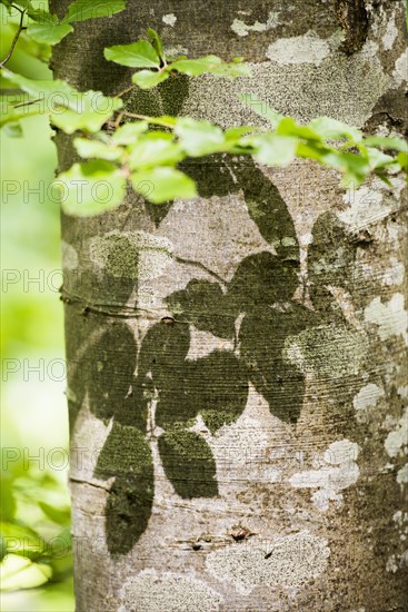 Detail of Common Beech tree (Fagus Sylvatica) and leaves