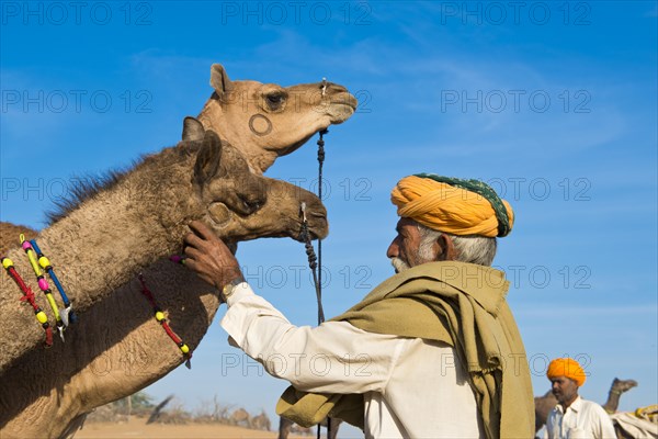 Indian man with a turban is examining two camels