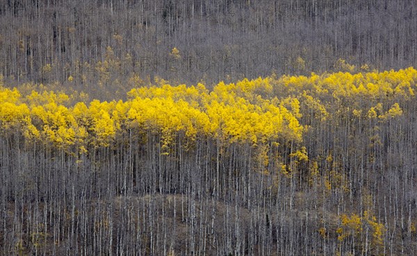 Aspen trees (Populus tremula) in autumn