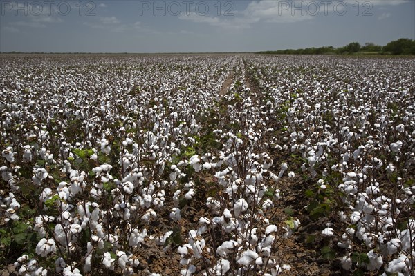 Cotton field to which a chemical defoliant has been applied to strip the leaves from the plant prior to mechanical harvesting
