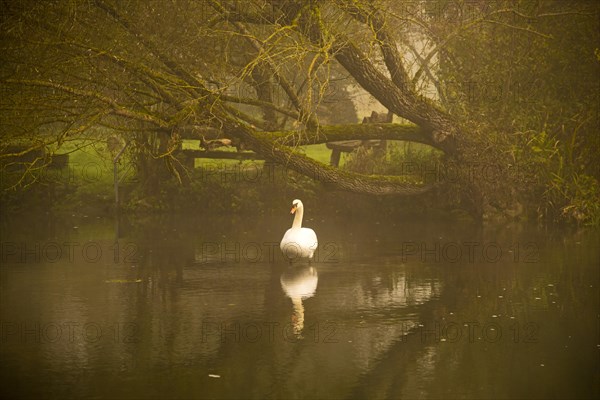 Mute Swan (Cygnus olor)