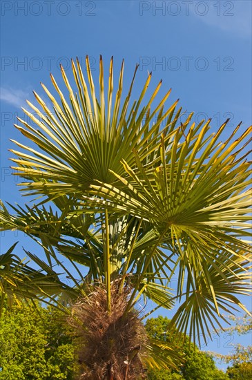 Chinese Windmill Palm (Trachycarpus fortunei)