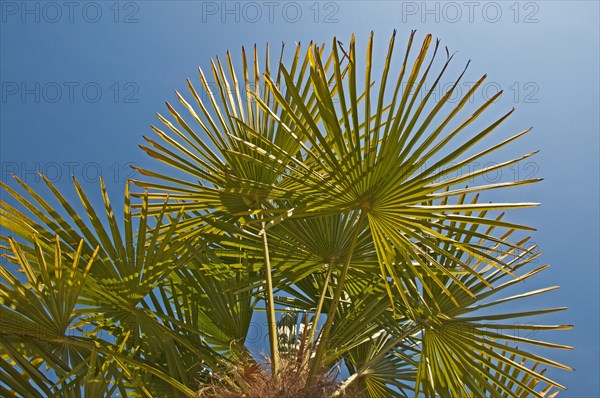 Chinese Windmill Palm (Trachycarpus fortunei)