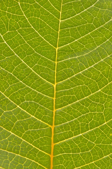 Veins in the leaf of a Poinsettia or Christmas Star (Euphorbia pulcherrima)