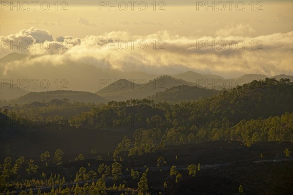 Pine forest