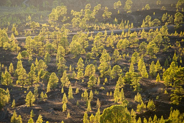 Canary Island Pine (Pinus canariensis)