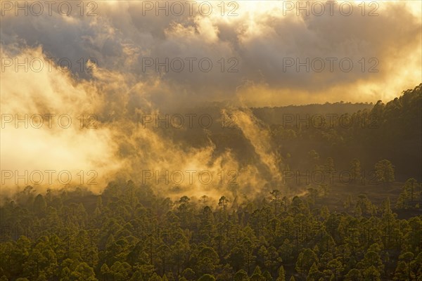 Pine forest