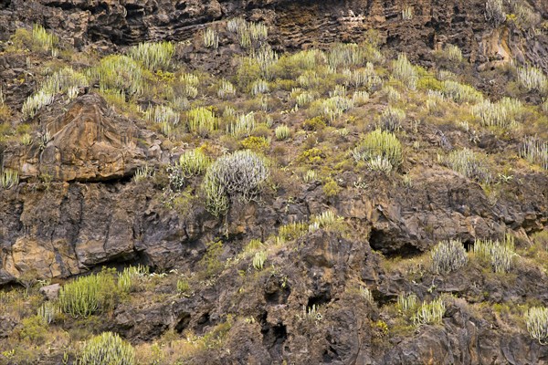 Euphorbia