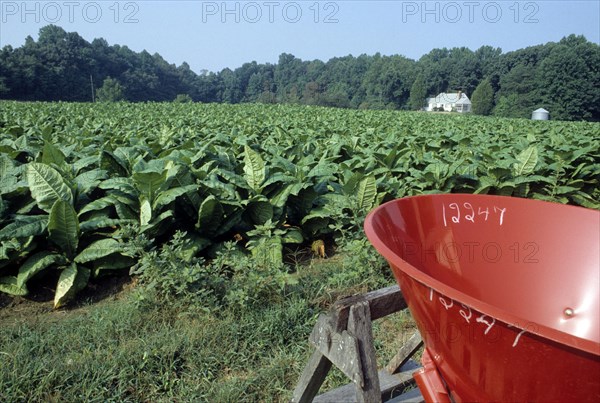 Tobacco plantation in Mechanicsville