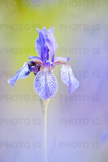 Siberian Iris (Iris sibirica)