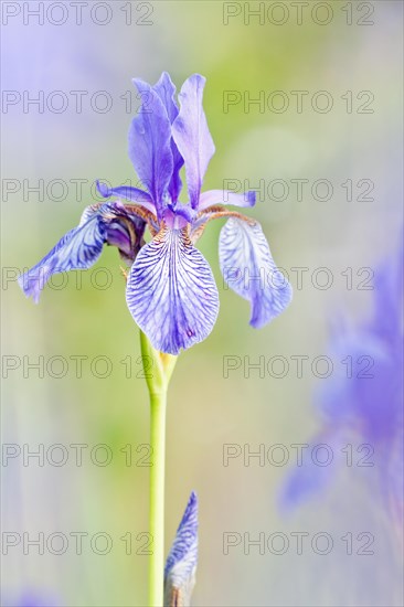 Siberian Iris (Iris sibirica)