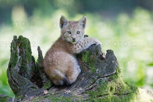 Eurasian Lynx (Lynx lynx)