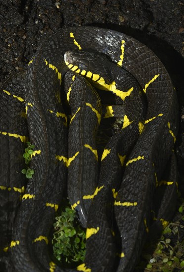 Poisonous Gold-ringed Cat Snake or Mangrove Snake (Boiga dendrophila)