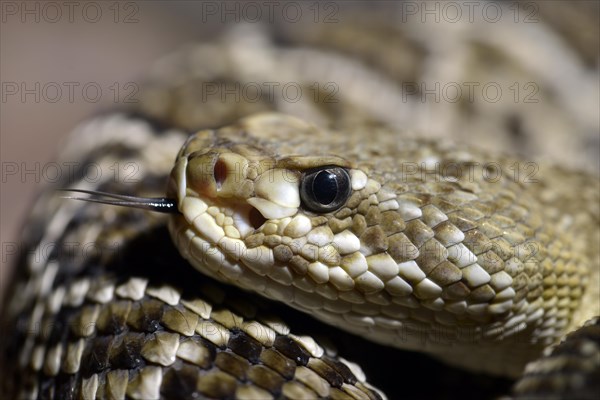 Poisonous Mexican West Coast Rattlesnake or Mexican Green Rattler (Crotalus basiliscus)