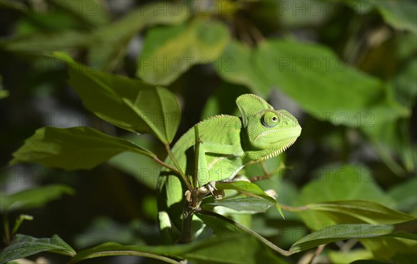 Yemen Chameleon (Chamaeleo calyptratus)