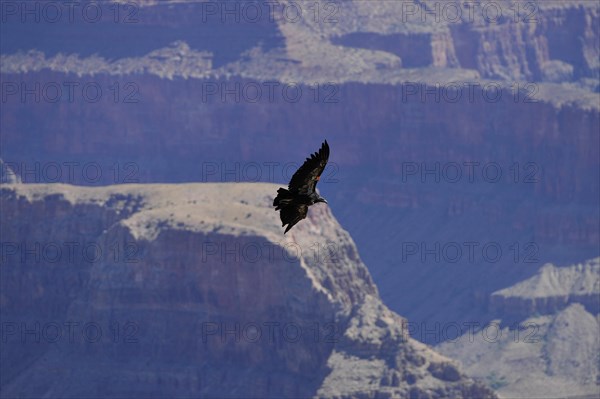 California Condor (Gymnogyps californianus)