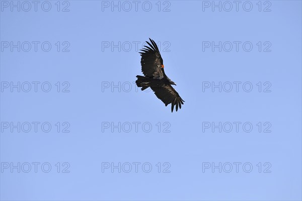 California Condor (Gymnogyps californianus)