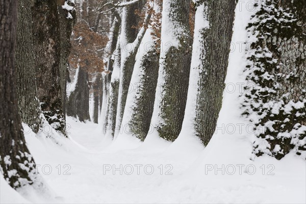 Snow-covered trees