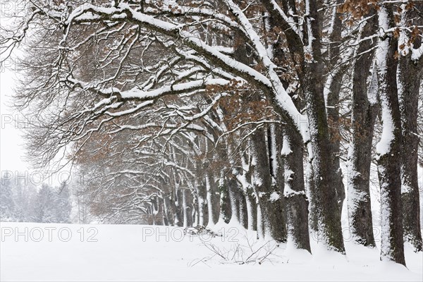 Snow-covered trees