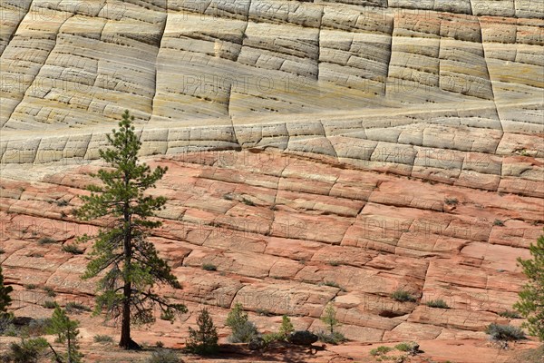 Yellow Pine (Pinus ponderosa) in front of the sandstone structure of Checkerboard Mesa
