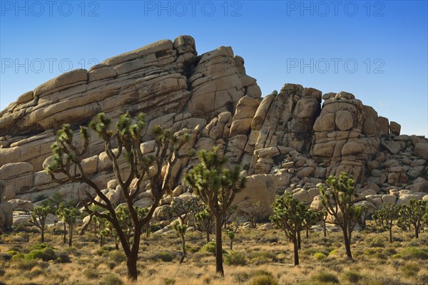 Joshua Trees or Yucca Palms (Yucca brevifolia)