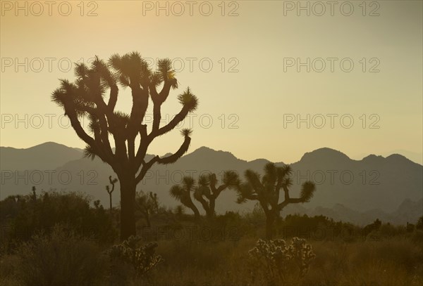 Joshua Trees or Yucca Palms (Yucca brevifolia) at sunset