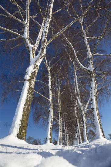 Snow-covered tree-lined path