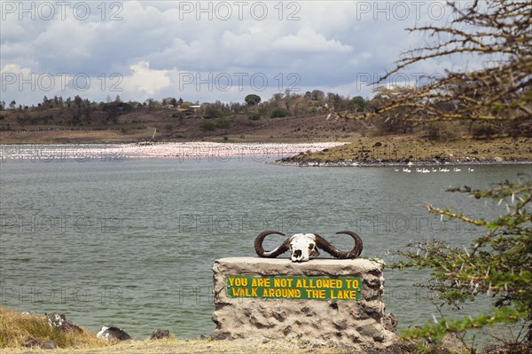 Buffalo skull lying on a rock with the sign 'You are not allowed to walk around the lake'