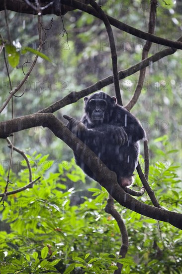 Chimpanzee (Pan troglodytes) sitting on tree in the rain