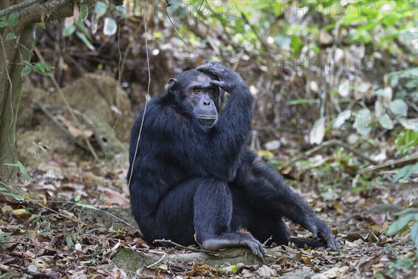 Chimpanzee (Pan troglodytes)