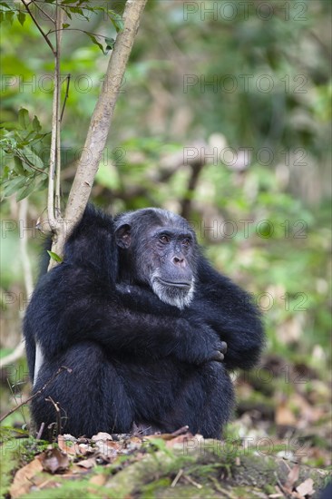 Chimpanzee (Pan troglodytes)