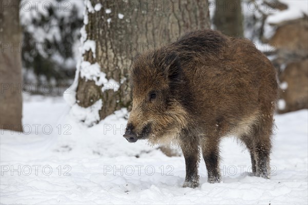 Wild boar (Sus scrofa) in the snow