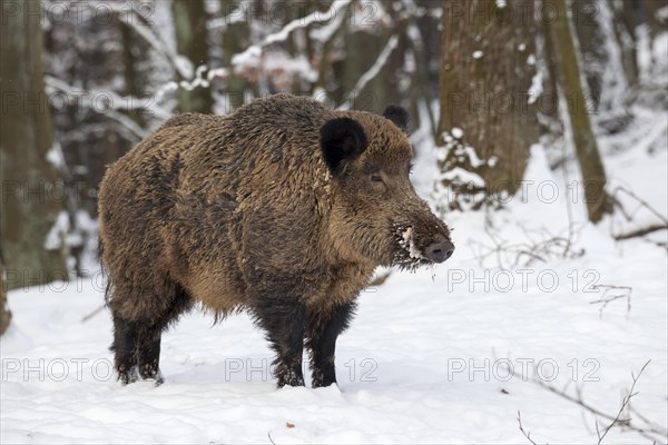 Wild boar (Sus scrofa) in the snow