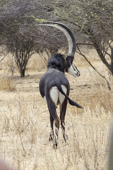 Sable Antelope (Hippotragus niger)