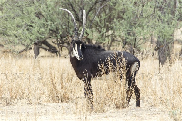 Sable Antelope (Hippotragus niger)