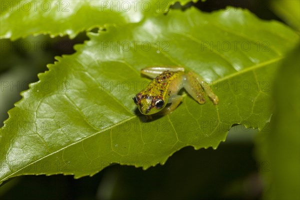 Madagascar frog