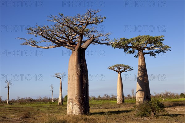 African Baobabs (Adansonia digitata)