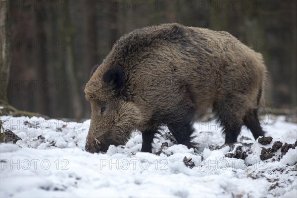 Wild boar (Sus scrofa)