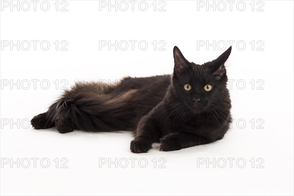 Black Maine Coon cat