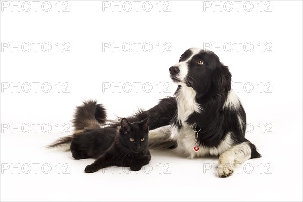 Border Collie and a Maine Coon cat