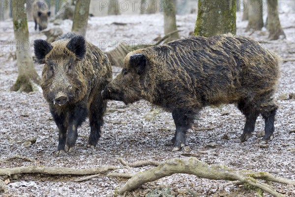 Wild Boar (Sus scrofa)