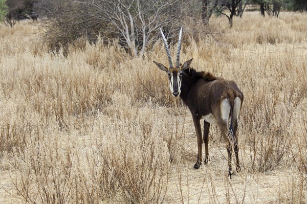 Sable Antelope (Hippotragus niger)