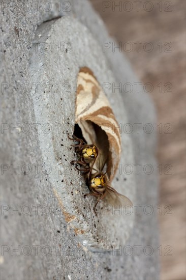 Hornets (Vespa crabro)